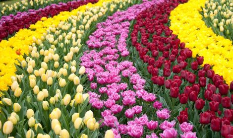 Olandija. Arceno pilies sodai.