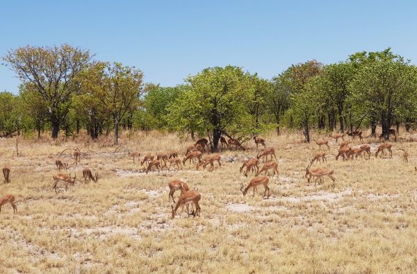Namibija - „šypsena Afrikos veide“. Laukinės gamtos nuotykių safaris 13d.