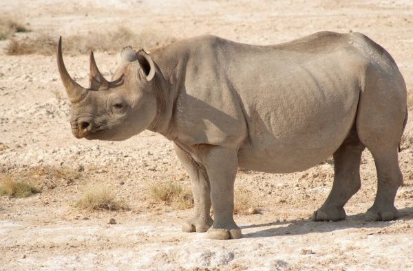 Namibija - „šypsena Afrikos veide“. Laukinės gamtos nuotykių safaris 13d.