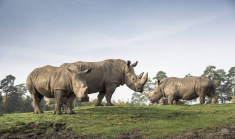 Vokietija. Serengečio parkas.