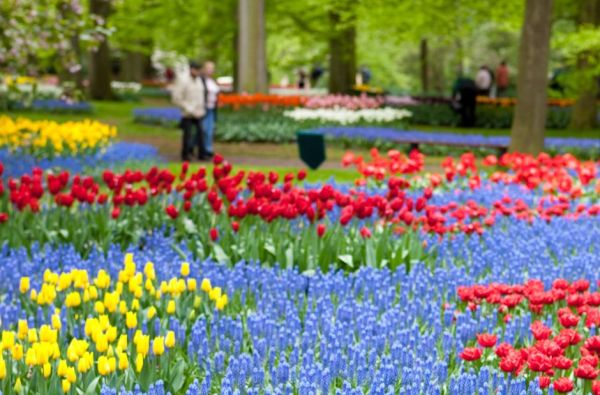 Pavasarinių gėlių žydėjimas Europos soduose 5d.