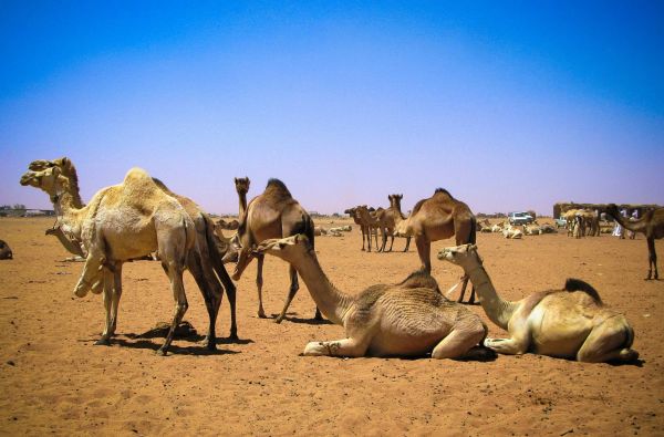 Sudanas - Džibutis. Poilsis ir pramogos prie Indijos vandenyno 15d.