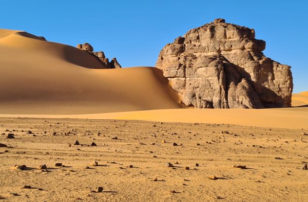 SACHARA su Alžyro prieskoniu 14d.