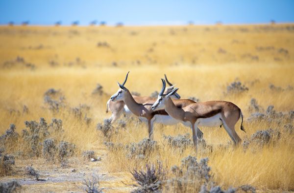 Namibija - „šypsena Afrikos veide“. Laukinės gamtos nuotykių safaris 13d.