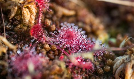 Latvija. Kemerių nacionalinis parkas.