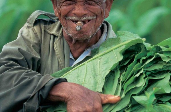 Temperamentingoji Kuba