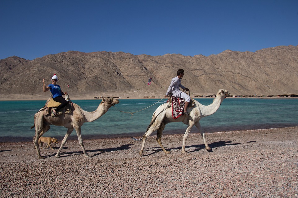 Camel, Camel Ride, Sinai, Desert, Lagoon, Vacations