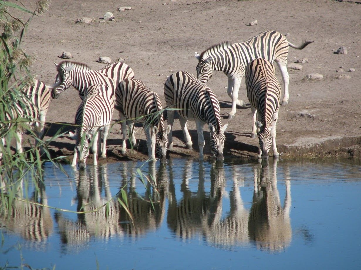 Zebrai nacionaliniame parke Namibijoje