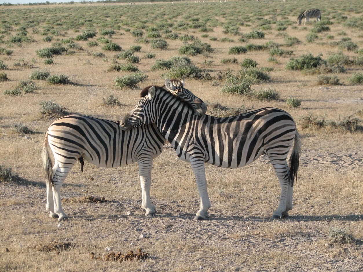 Afrikos zebrai
